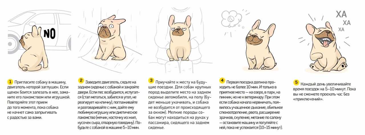 Как приучить собаку к наморднику - одеваем намордник на взрослую собаку или щенка правильно - dogtricks.ru