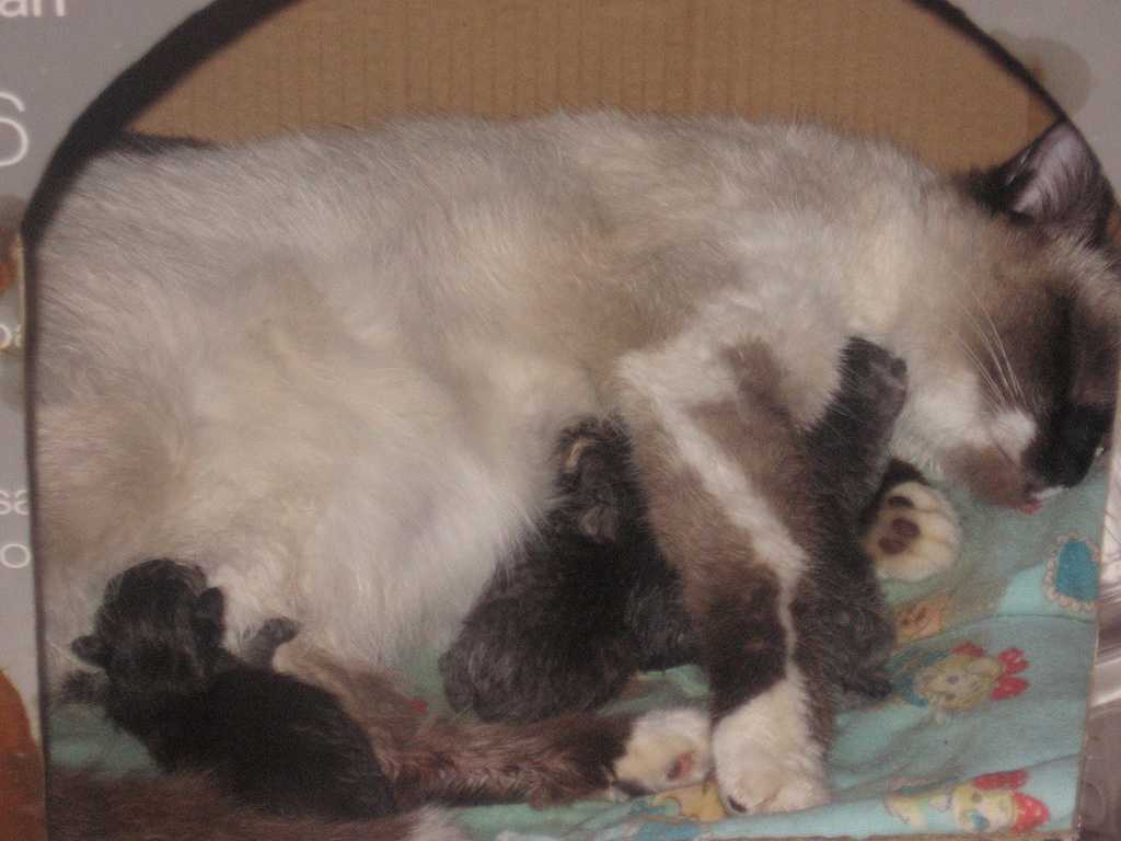 Сроки беременности у кошек и роды