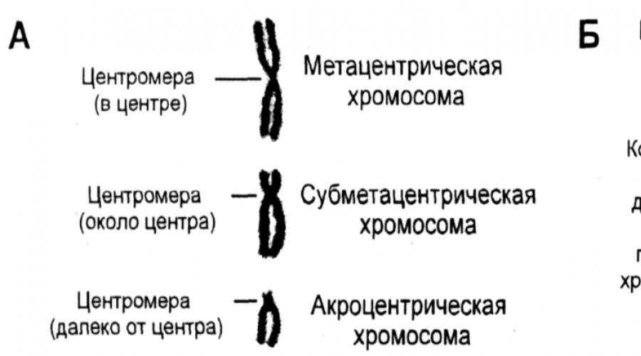 Классы хромосом. Типы хромосом по расположению центромеры. Строение хромосом по расположению центромеры. Кариотип человека строение и типы хромосом. Строение метацентрической хромосомы.