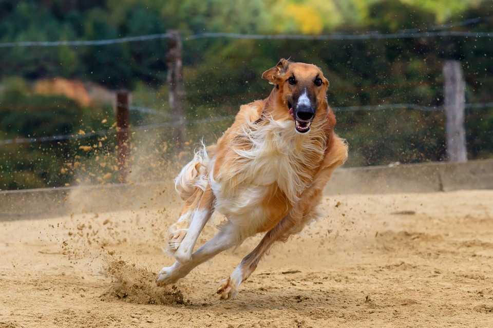Грейхаунд: описание собак породы английская борзая. как выбрать щенка и правильно тренировать животных?