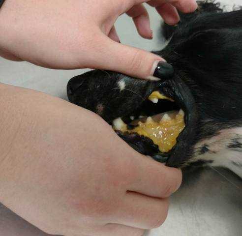 Микоплазмоз у собак: симптомы и лечение