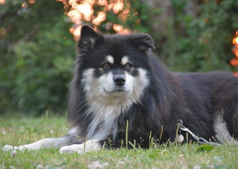 Шведский лаппхунд (лапландский шпиц): описание породы с фото и видео – про собак от а до я на glamour-dog.ru