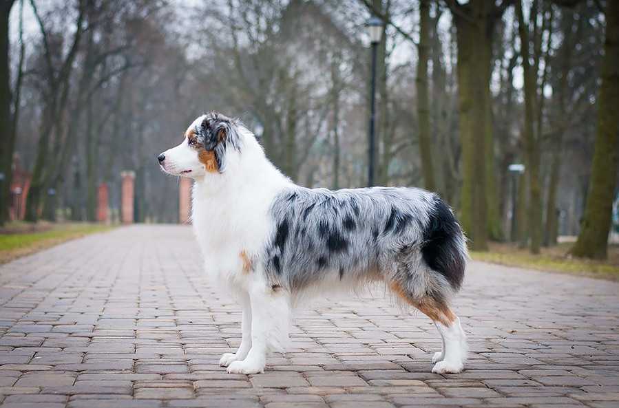 Немецкая овчарка: описание породы с фото, характеристика собаки