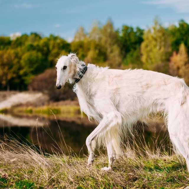 Эстонская гончая — фото, описание породы собак, характер