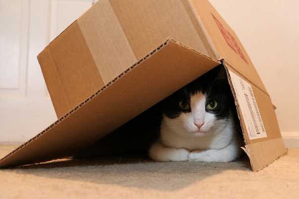 Почему кошкам нравятся коробки
