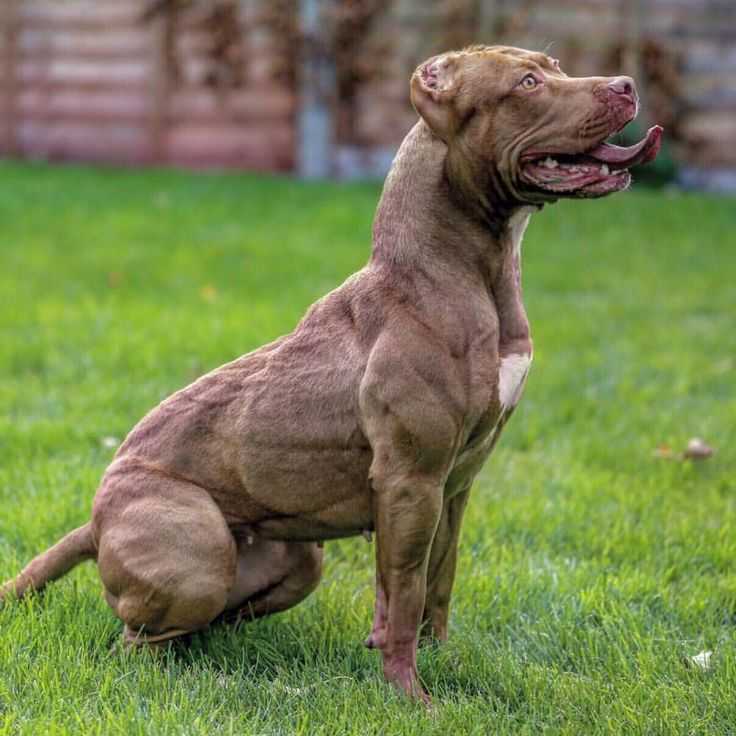 Самая сильная собака в мире — топ-10 пород сильнейших собак