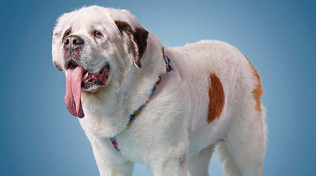 Самая старая собака: возраст, порода, кличка, хозяева, занесение в книгу рекордов гиннесса