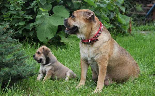 Ка де бо порода собак. описание, уход и цена породы ка де бо | животный мир