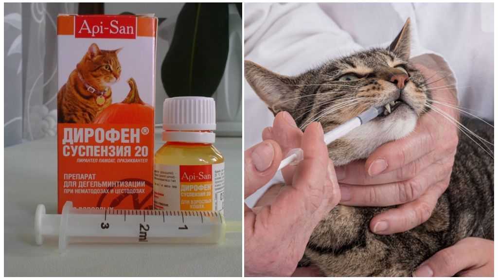 Простые и полезные советы, как дать коту таблетку
