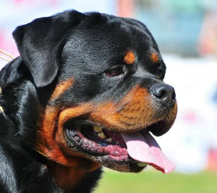 Ротвейлер фото собаки, цена щенка, характеристика породы, отзывы владельцев