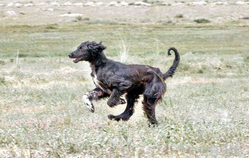 Все киргизские породы собак