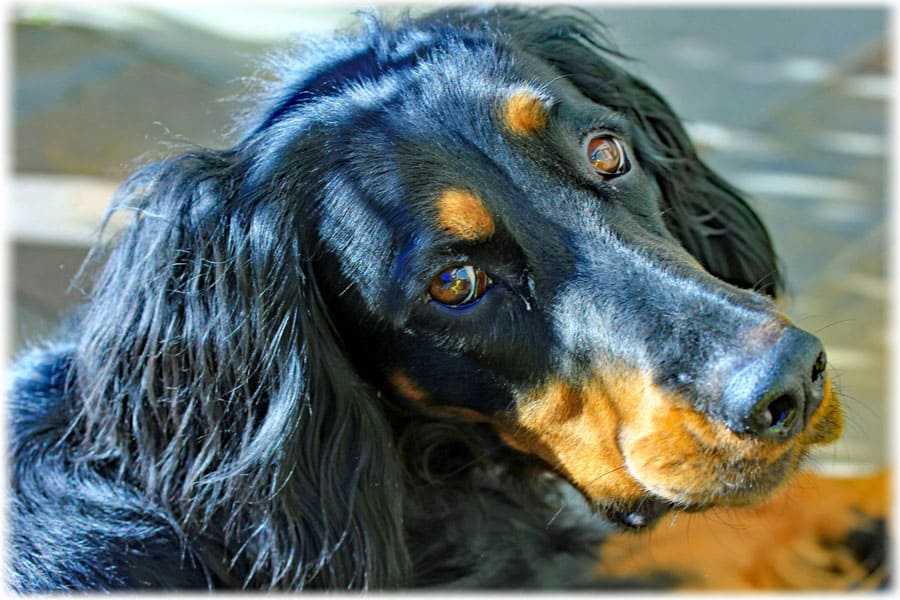 Характеристика собак породы шотландский сеттер (сеттер-гордон) с отзывами и фото