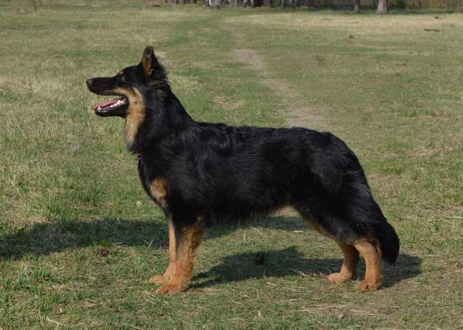 Азорская пастушья собака (азорская овчарка, сан-мигельский фила)