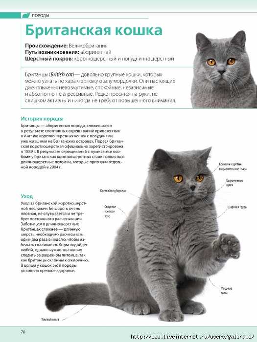 Что нужно знать об уходе за британскими котятами: советы опытных заводчиков