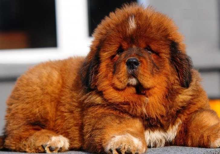 Самые дорогие собаки в мире — топ-10 пород с фото, ценами и описаниями
