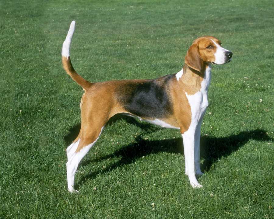Порода собак с длинными висячими ушами: маленькие собачки с кисточками на ушах