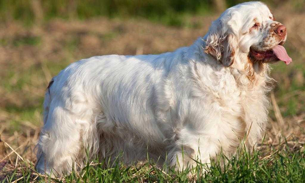 Кламбер спаниель собака. описание, особенности, виды, уход и цена породы