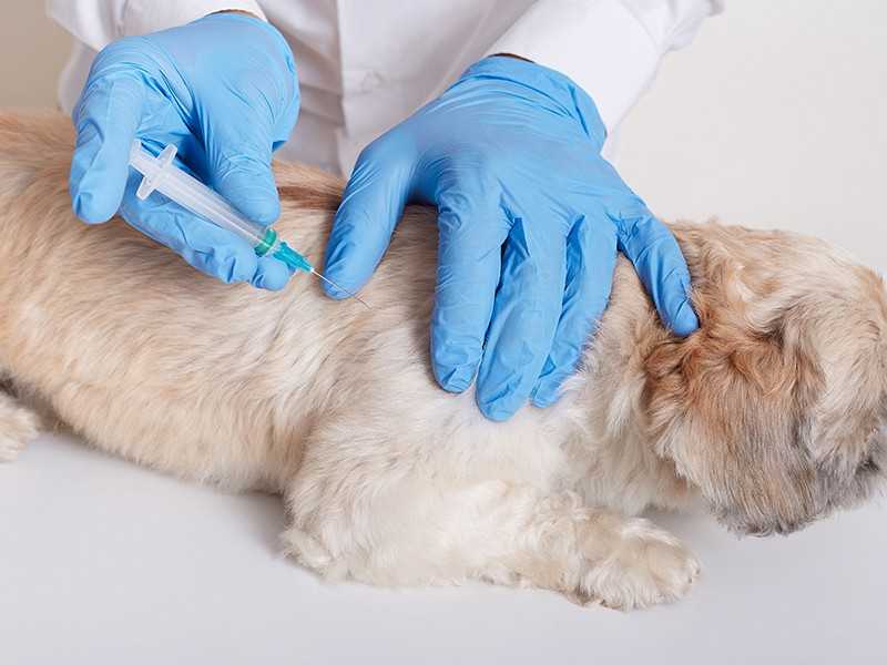 Чумка у собак: признаки, лечение, профилактика (прививки) - здоровье животных | сеть ветеринарных клиник, зоомагазинов, ветаптек в воронеже