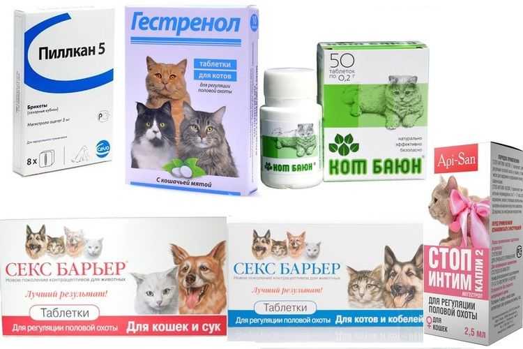 Снотворное для кошек: виды препаратов для перевозки и стрижки, побочные эффекты