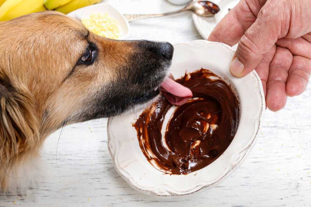 Как влияют сахар и соль на здоровье собаки
