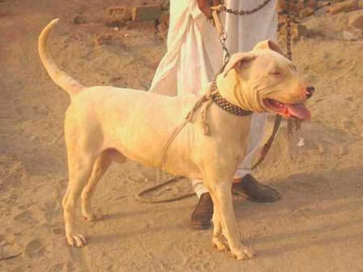 Самые опасные собаки в мире. гуль-донг: описание, характер, фото породы гуль донг против диких животных