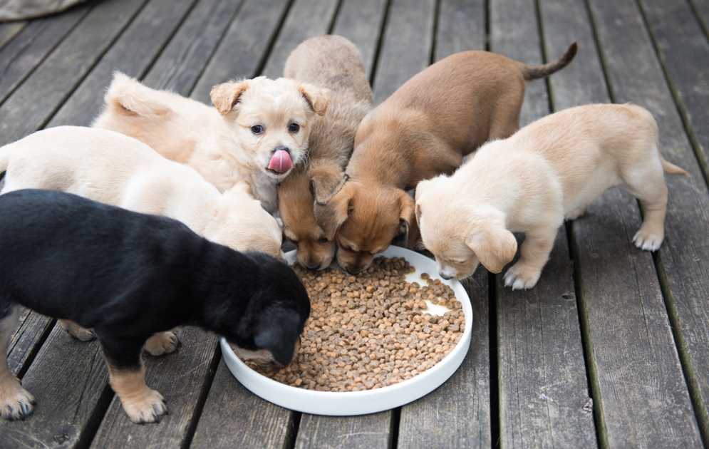 Режимы питания собаки