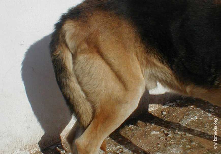 Дисплазия у собак: симптомы, лечение, диагностика, породы
