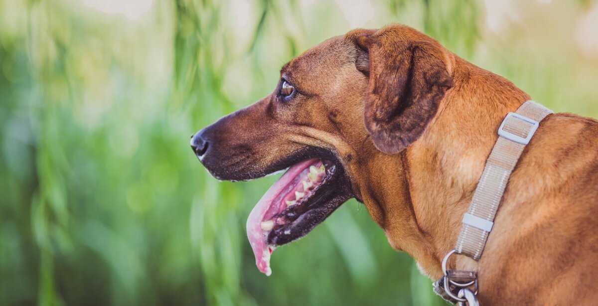 Почему собака высовывает язык и тяжело дышит