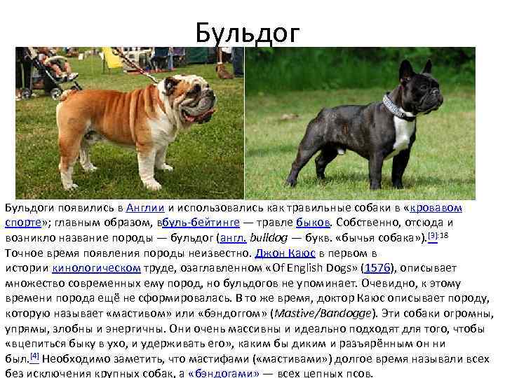 Порода собак одис: описание, характеристика, стандарт, минусы и плюсы