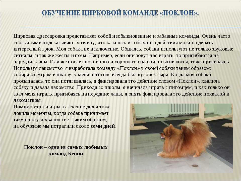 Шелти собака. описание, особенности, уход и цена породы шелти | sobakagav.ru
