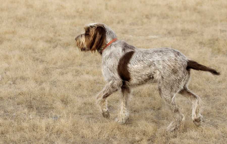 Краткий обзор по породам легавых собак: разнообразие видов, особенности пород