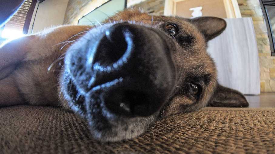 Как лечить насморк (ринит) и сопли у собаки в домашних условиях?