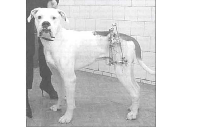 Дисплазия локтевого сустава у собак - лечение в москве. ветеринарная клиника "зоостатус"