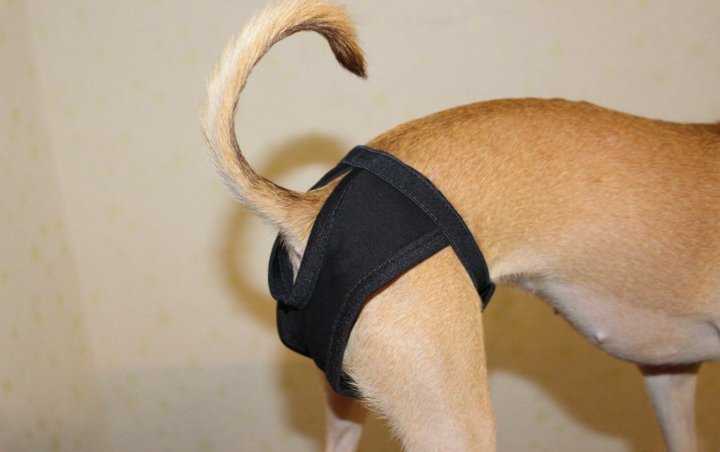 Как сделать одежду для собак своими руками: особенности изготовления изделий для мелких пород