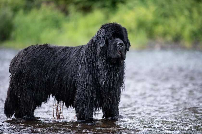 Ньюфаундленд (водолаз) — фото собаки, описание и характер, особенности ухода
