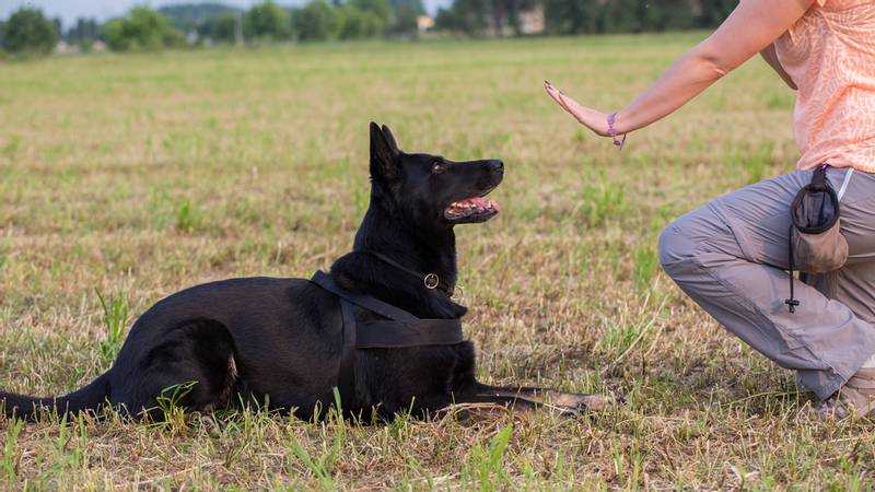 Как научить собаку команде «голос»: породные и психологические особенности, выбор места дрессировки