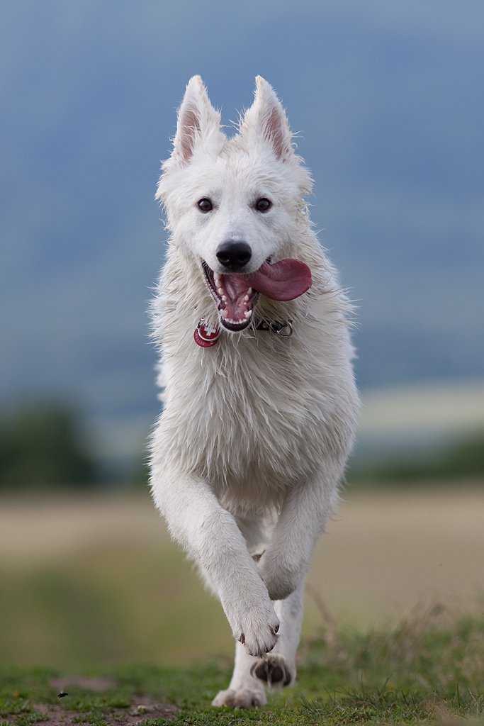 История происхождения породы собак белая швейцарская овчарка или бшо.