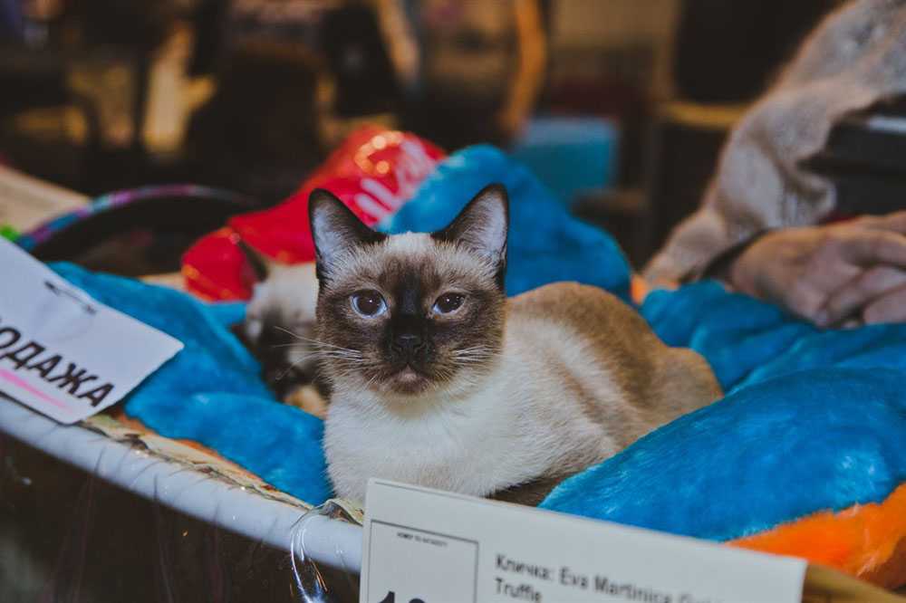 Выставка кошек челны. Выставка кошек в Сокольниках. Выставка кошек в Москве 2022. Баст Москва выставка кошек.