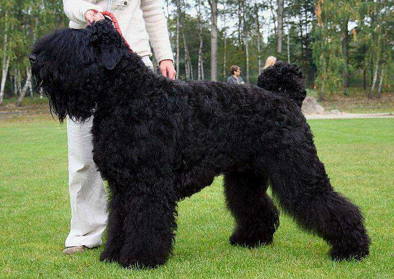 Характеристика породы собак черный терьер, фото и отзывы заводчиков
характеристика породы собак черный терьер, фото и отзывы заводчиков