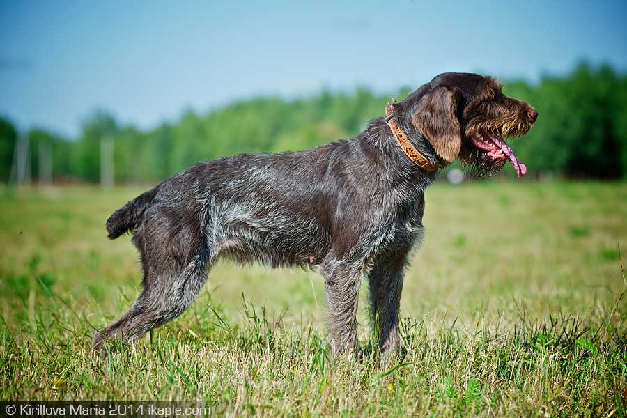 Прекрасная и редкая – португальская водяная собака