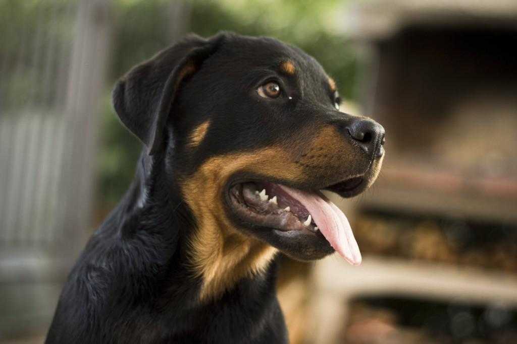 Порода собак ротвейлер: описание, плюсы и минусы, характер, уход и содержание, чем кормить, стандарты, история