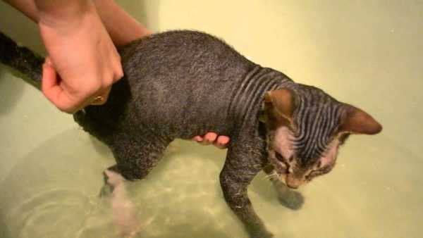 Как часто купать сфинкса, ход процедуры, что делать, если кошка не хочет мыться
