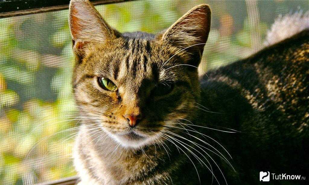 Американская короткошерстная кошка: описание породы, фото, цена