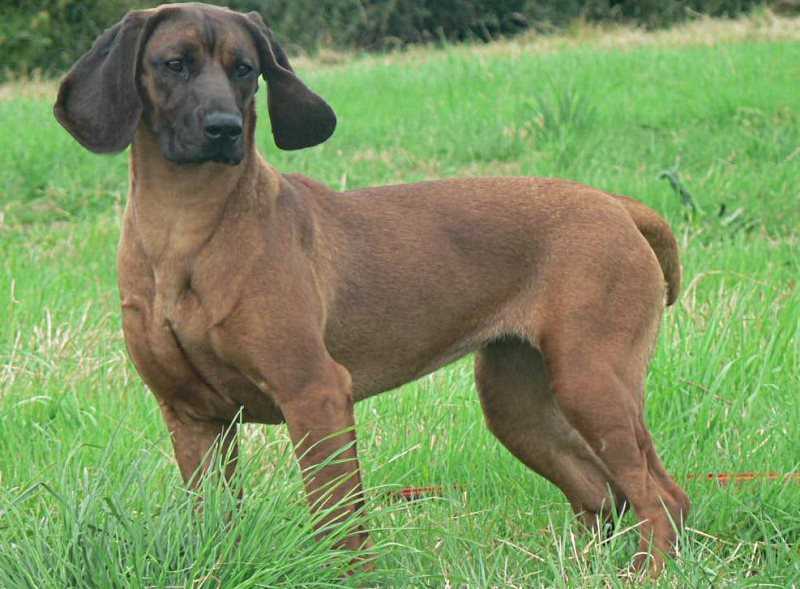 Австрийская гончая — описание породы и характер собаки