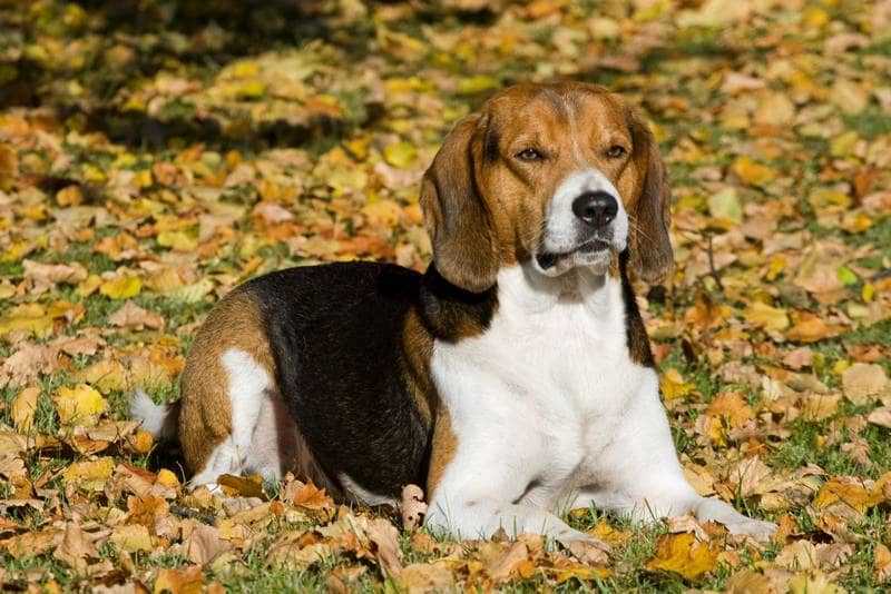 Порода собак под названием эстонская гончая считается относительно молодой и преимущественно используется для охоты. В статье фото и видео-обзор о породе.