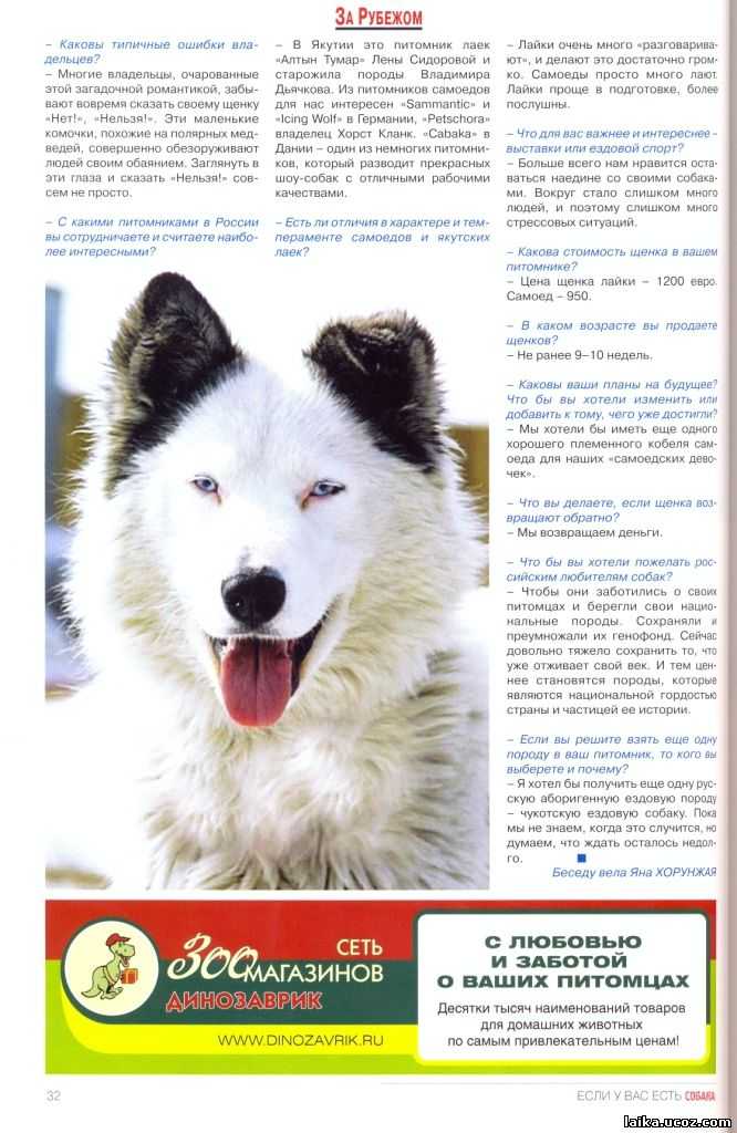 Якутская лайка: щенки, характеристика породы, стандарт породы, отзывы владельцев, фото