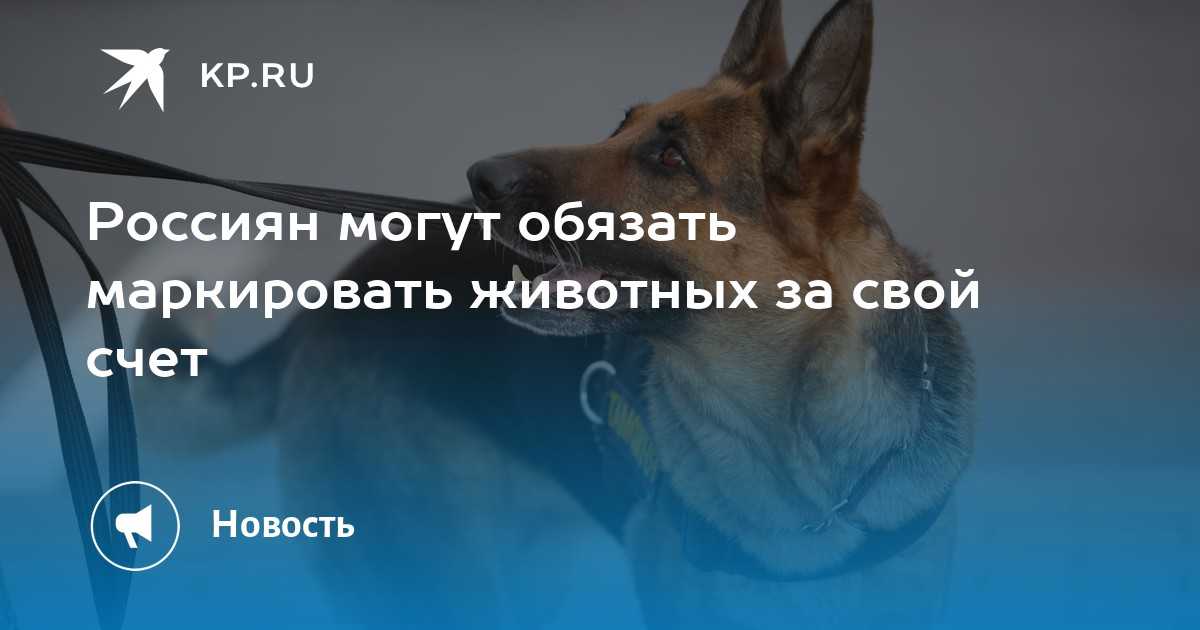 Регистрация кошек и собак в россии в 2021-2022 году | закон, обязательный учет