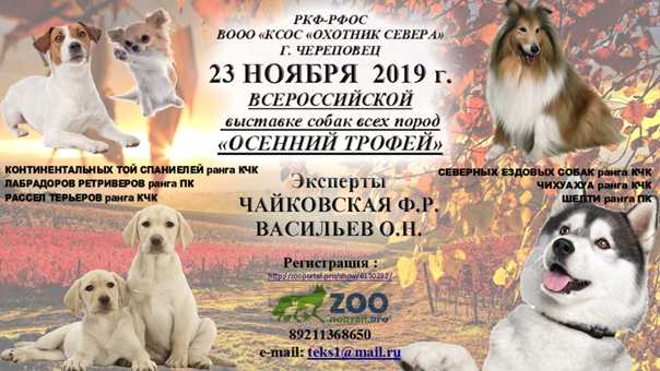 Выставки собак и кошек в сокольниках 2021