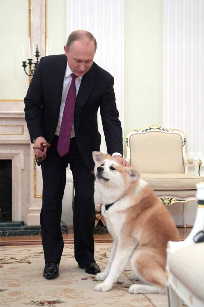 Владимир путин и его собаки .давайте посмотрим на питомцев