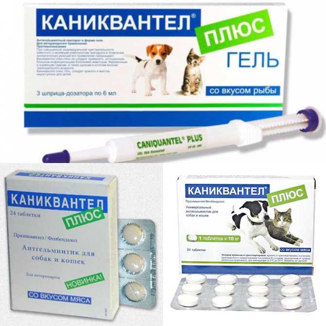 Каниквантел плюс для собак – эффективное средство для борьбы с глистами у собак
